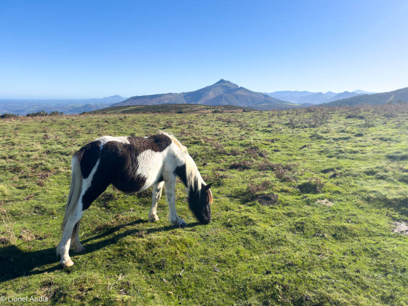 Pottok au sommet du Xoldokogaina
