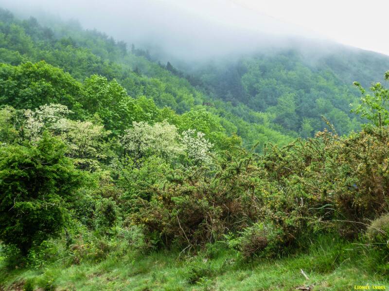 Mythologie Basque : Ostebi la pluie céleste 