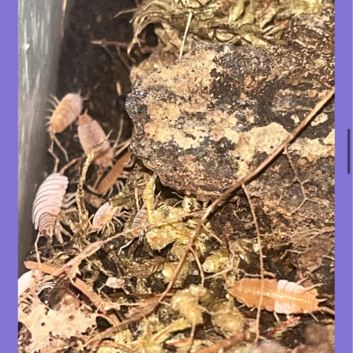 Powder Orange Isopods