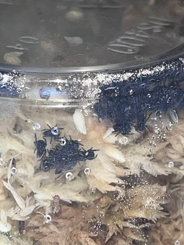 Gift certificate for FUTURE baby