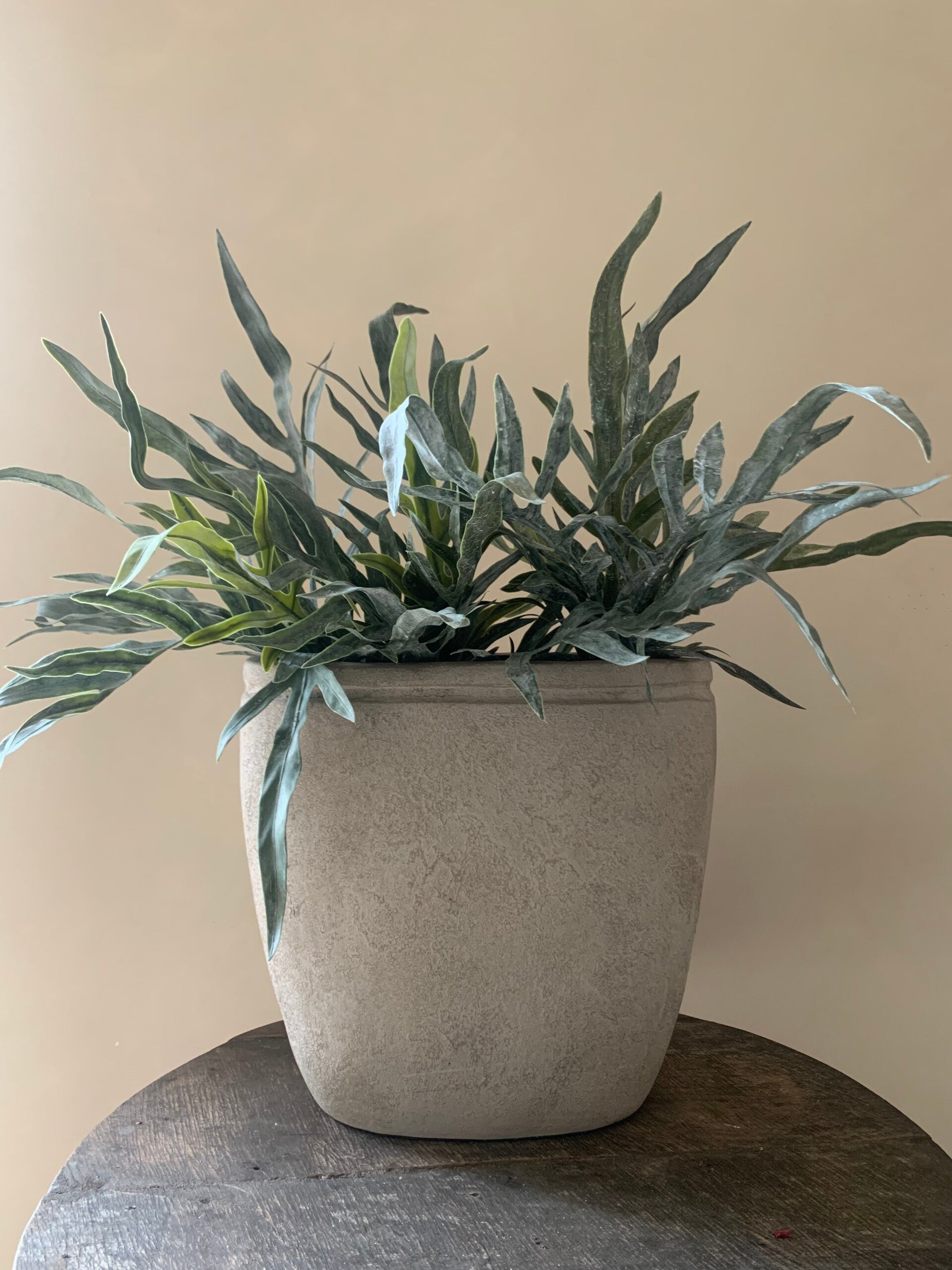 Kunst hertshoorn plant
