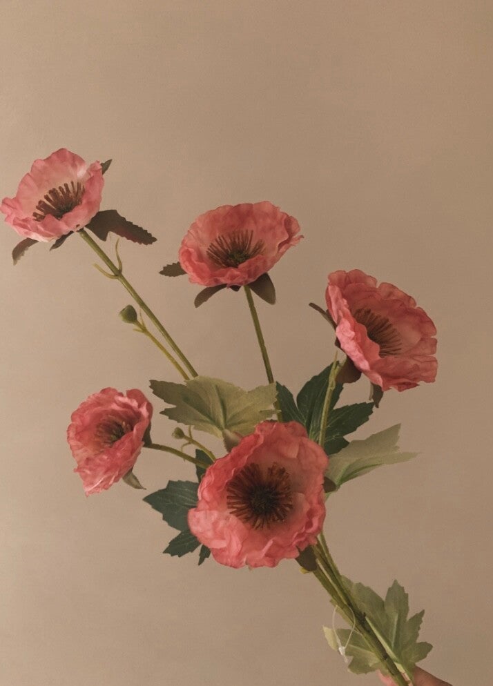 Anemone oud roze