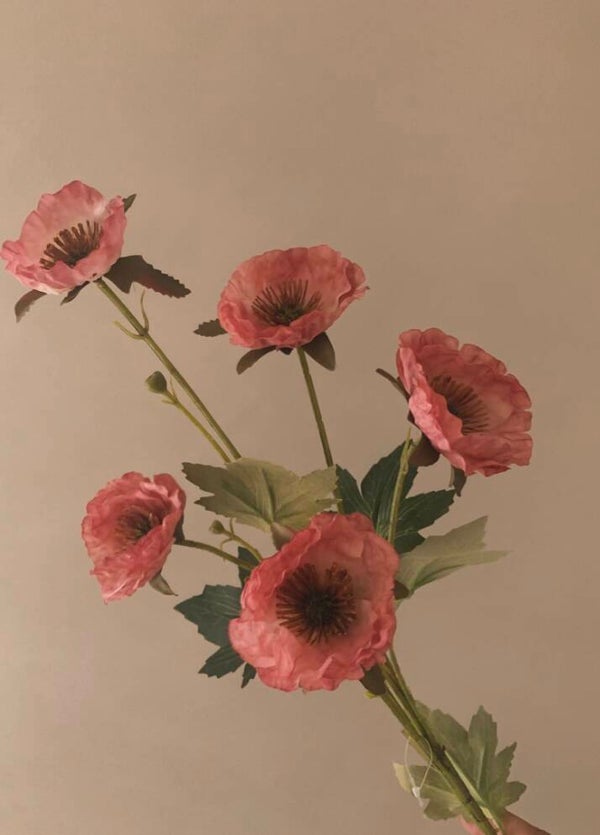 Anemone oud roze