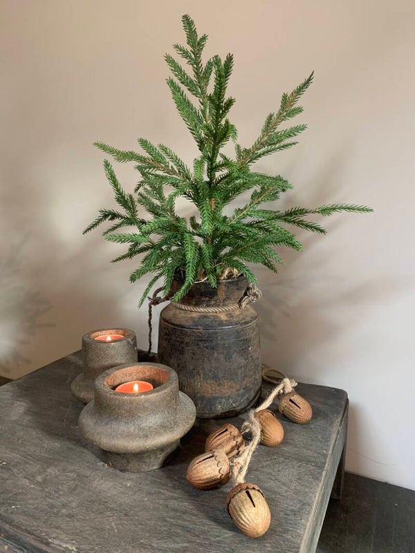 Mini picea boompje
