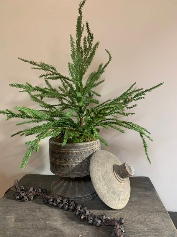 Picea boompje M