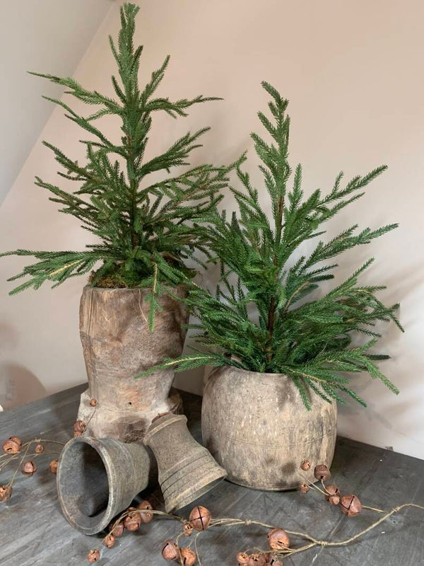 Picea boompje L