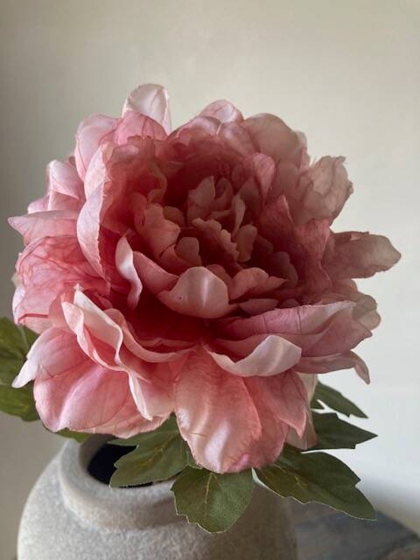 Pioenroos oud roze