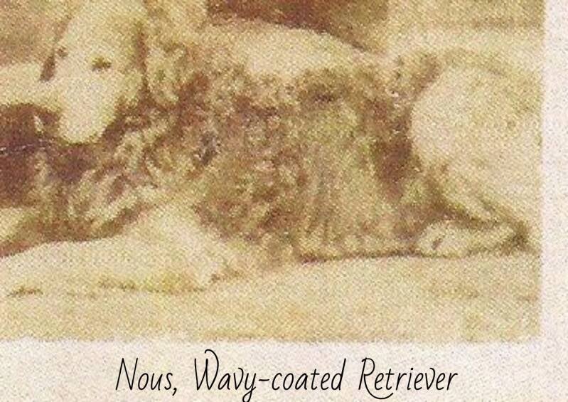 Nous, one of the original golden retriever pair
