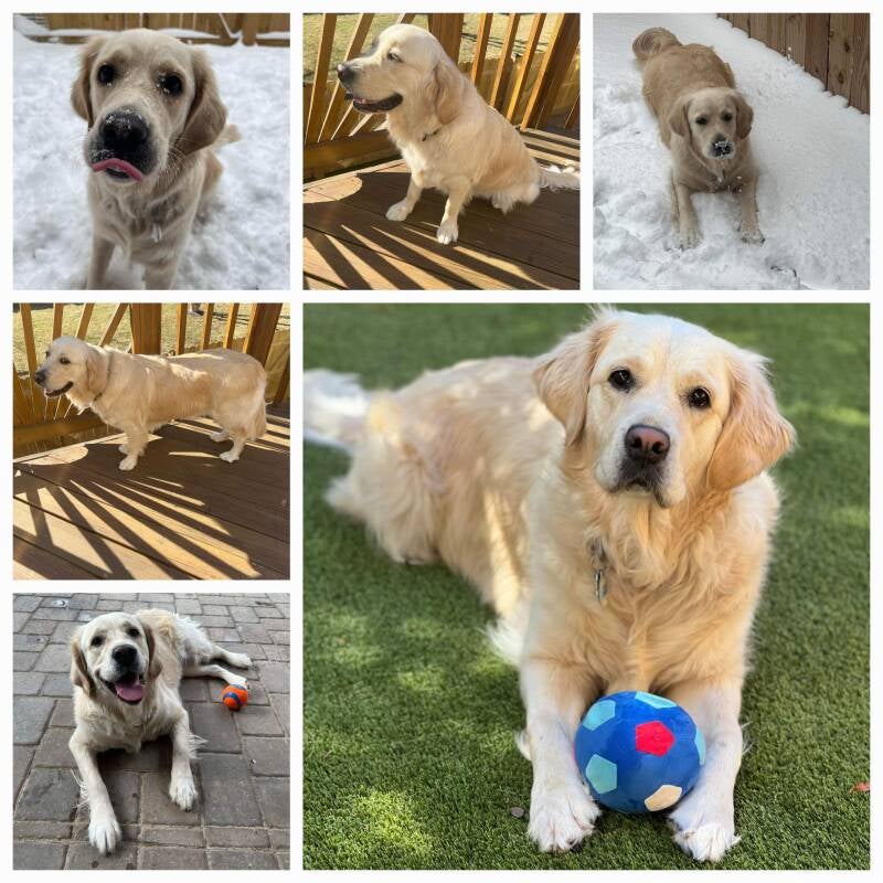 Shadymist Golden Retrievers Reviews