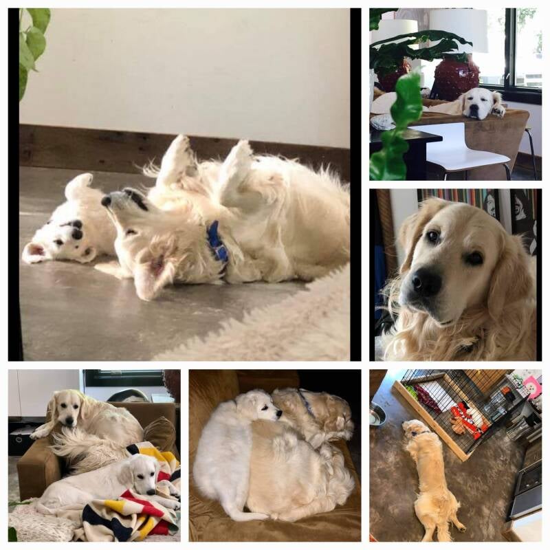 Shadymist Golden Retrievers Reviews