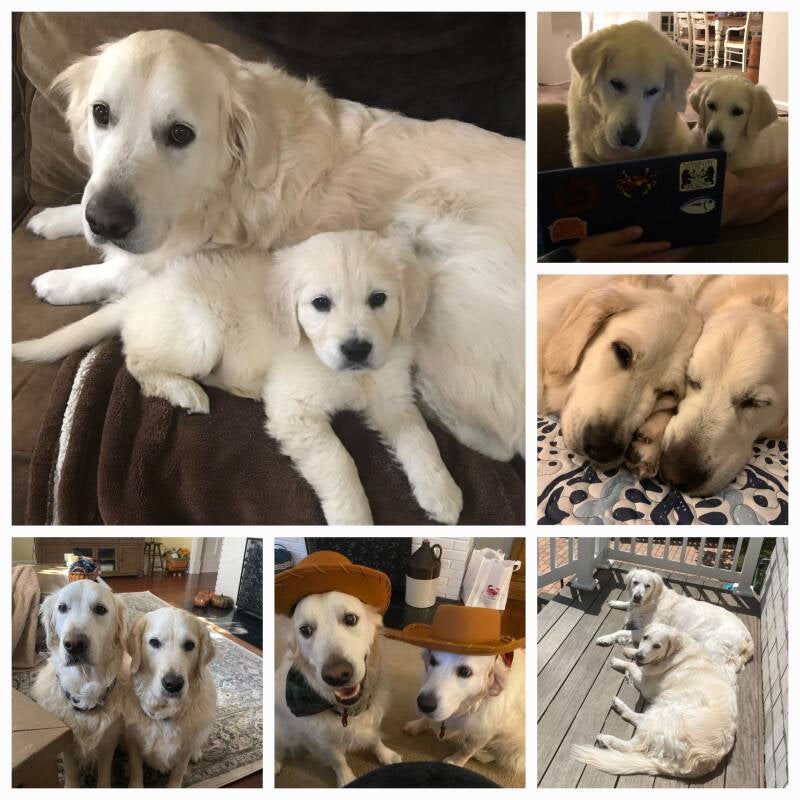 Shadymist Golden Retrievers Reviews