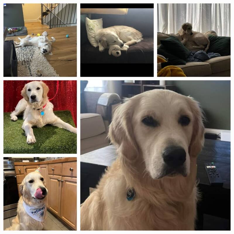 Shadymist Golden Retrievers Reviews