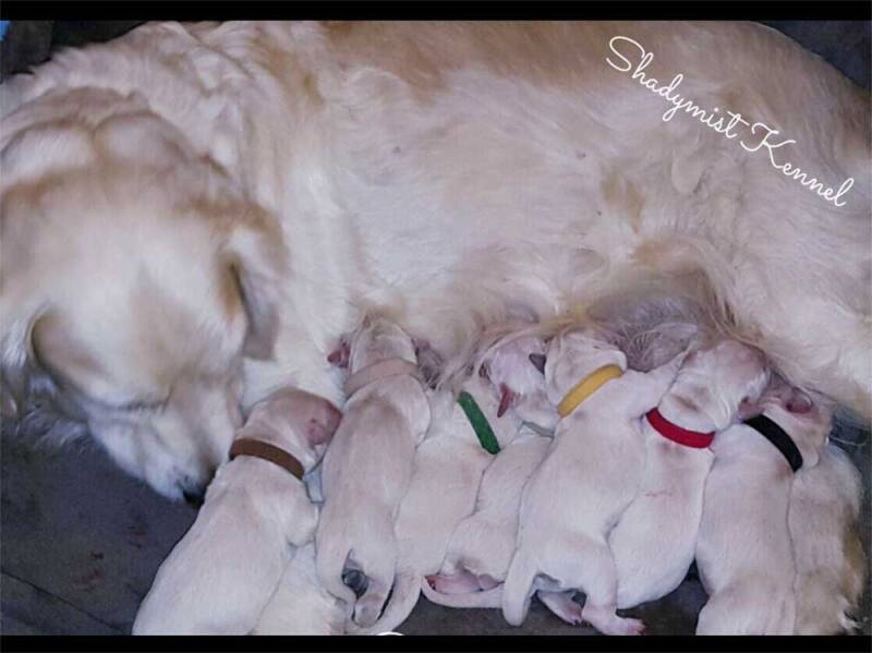 Shadymist Kennel Available Golden Retriever Puppies