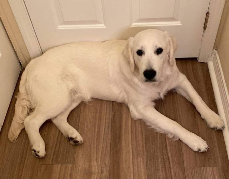 Shadymist Golden Retrievers Reviews