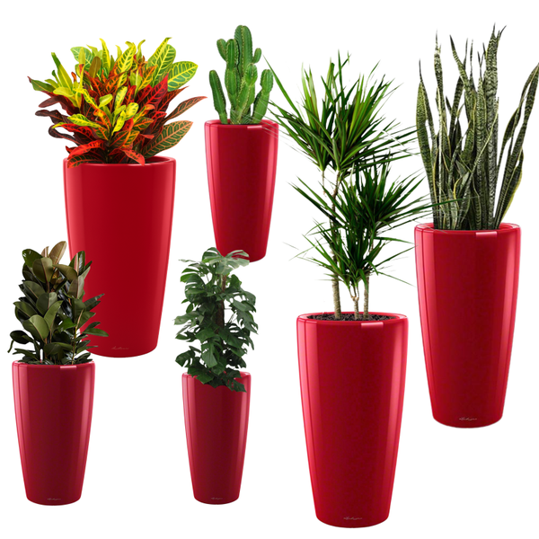 Office Plants Mix - Red