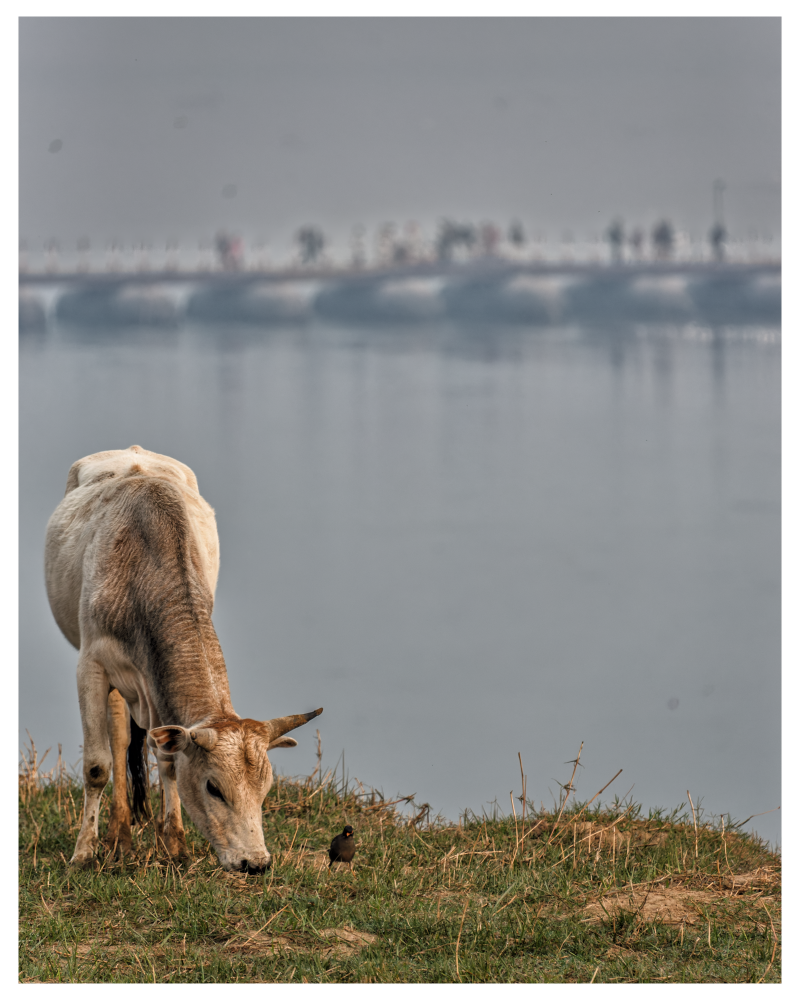 cow-standard-6i905w.png