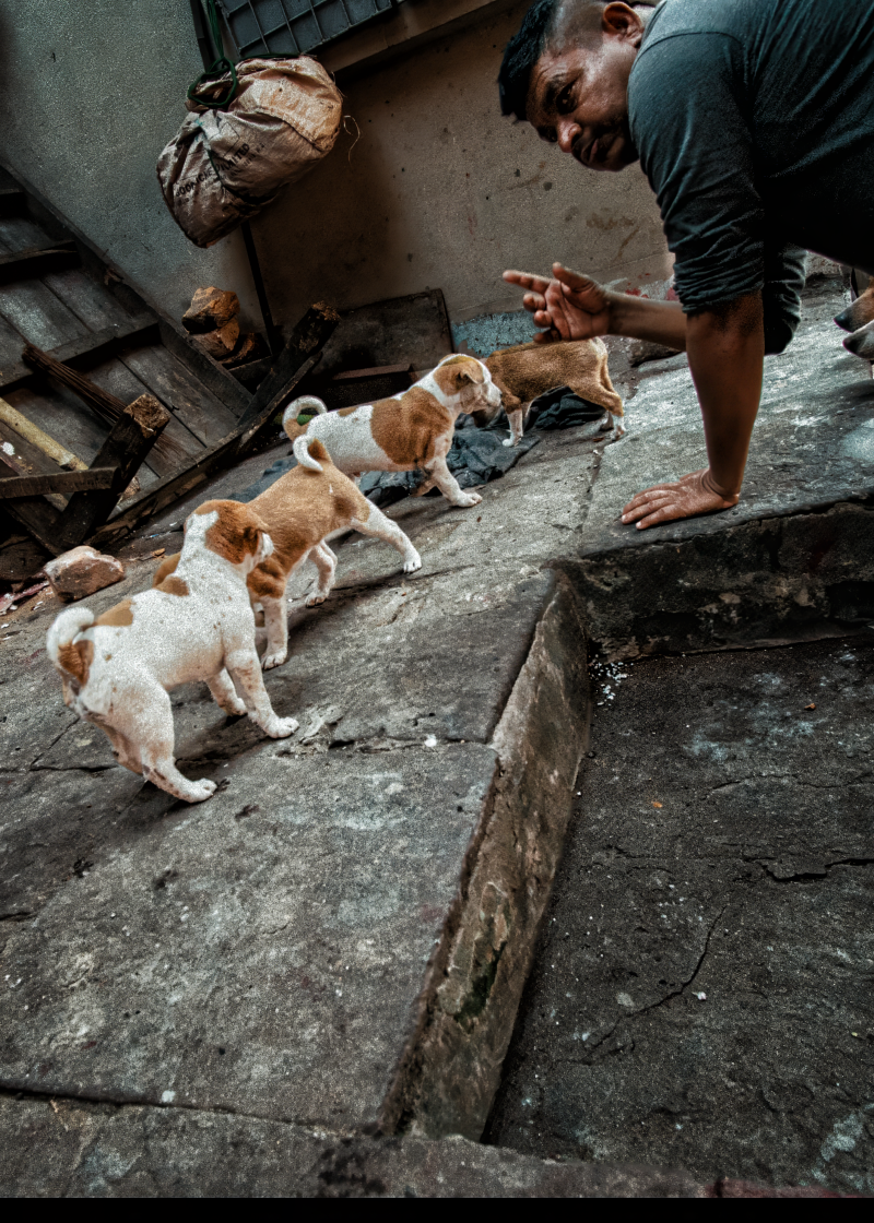 dogs-standard.png