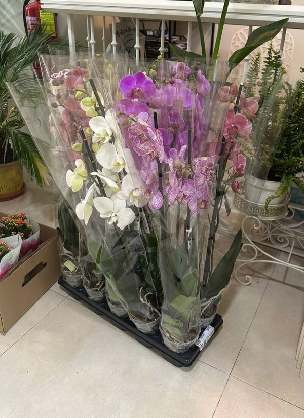 Orquídea