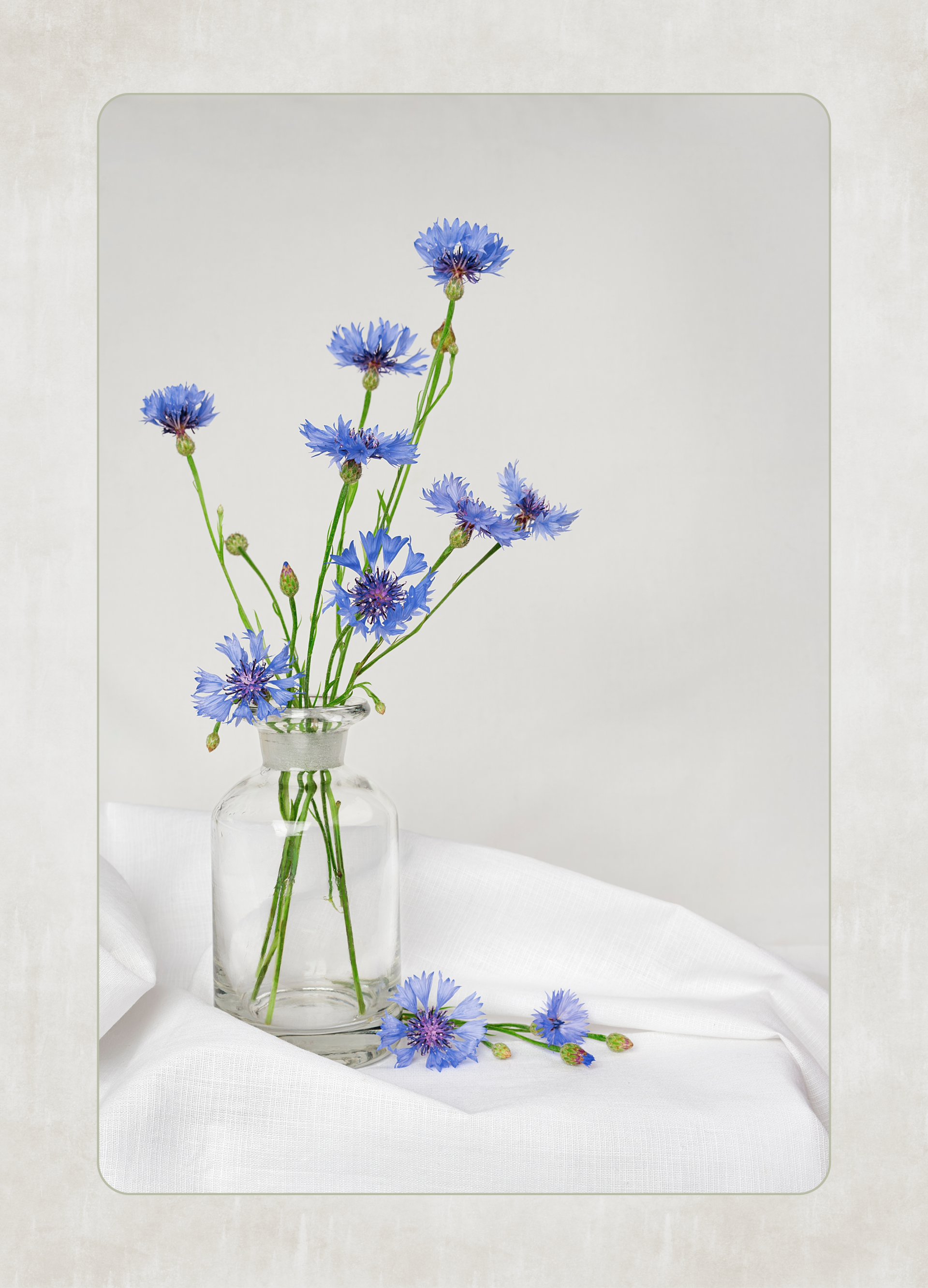 Blanco - korenbloemen