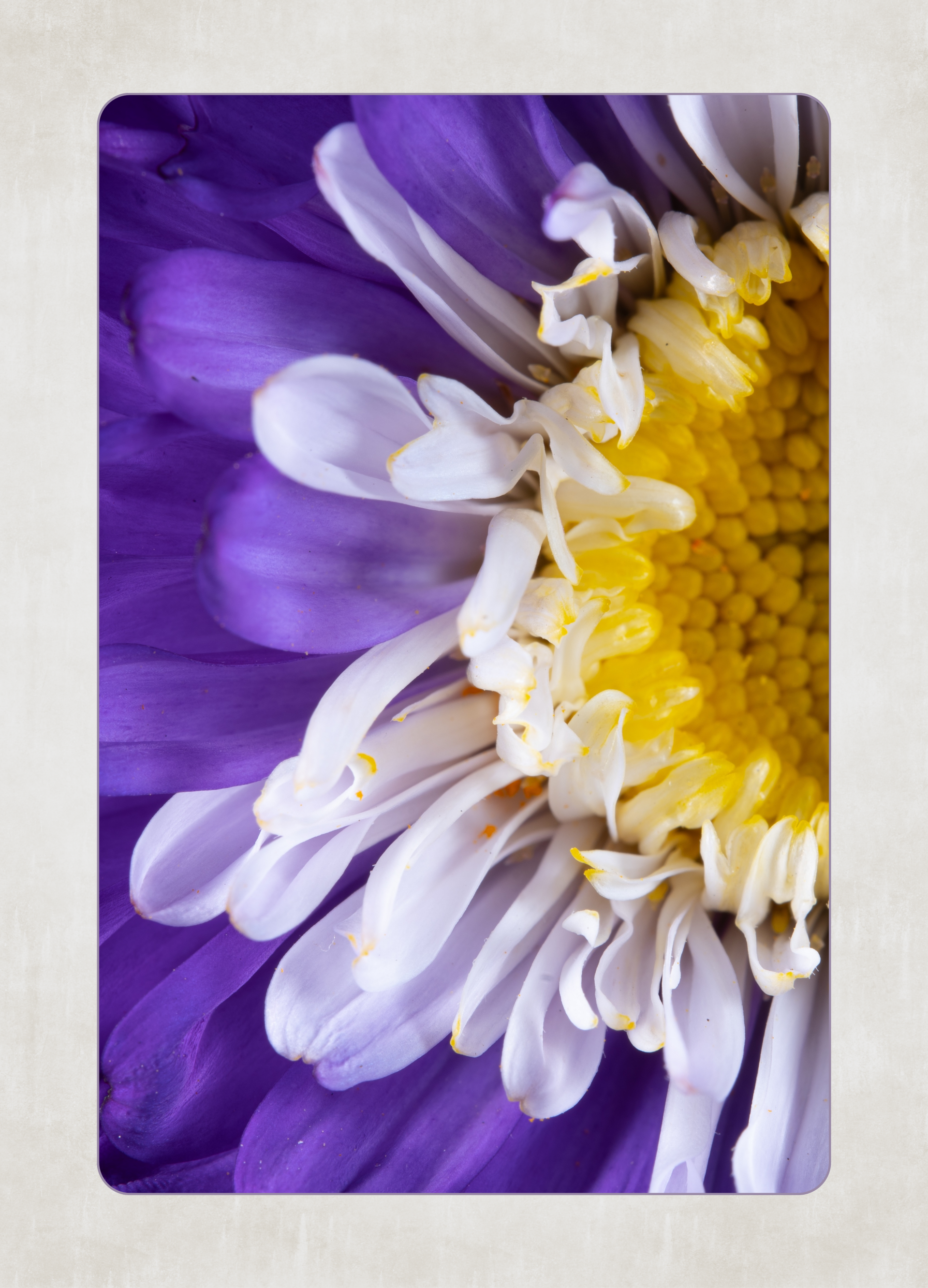 Blanco - hart paarse bloem