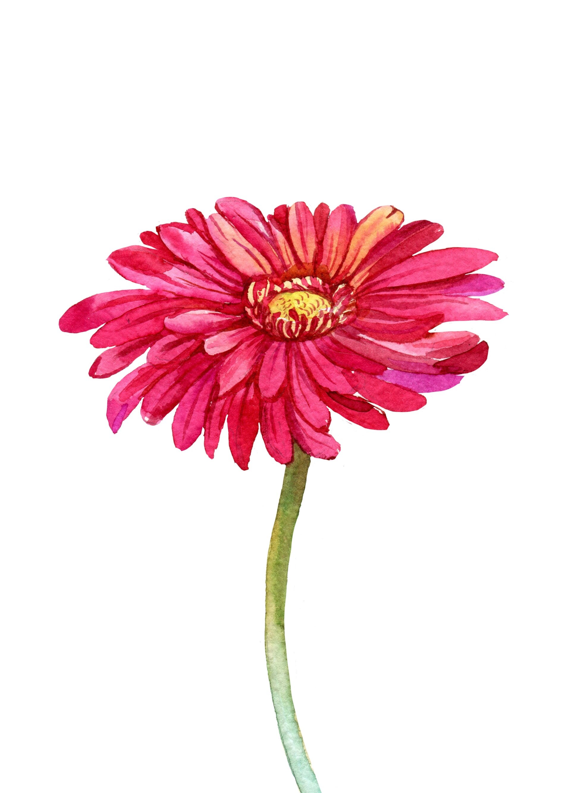 Blanco - Gerbera roze