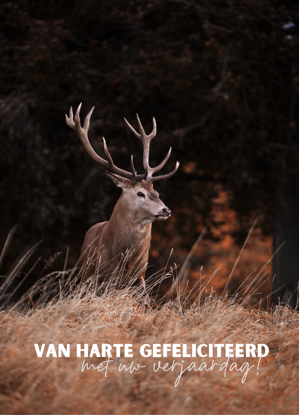 Felicitatie - hert met gewei