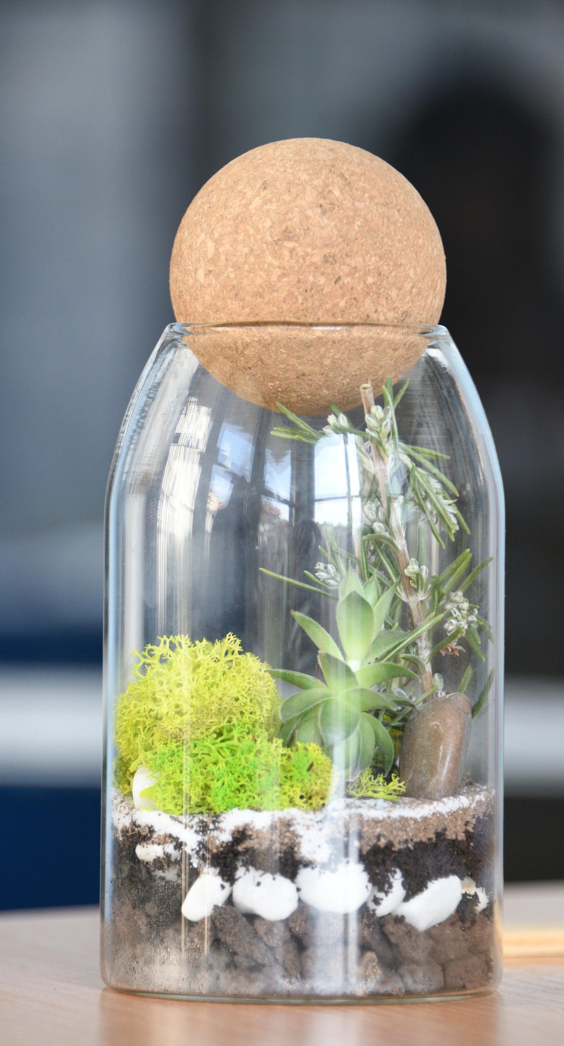 Veliki terarijum sa aromatičnim biljem