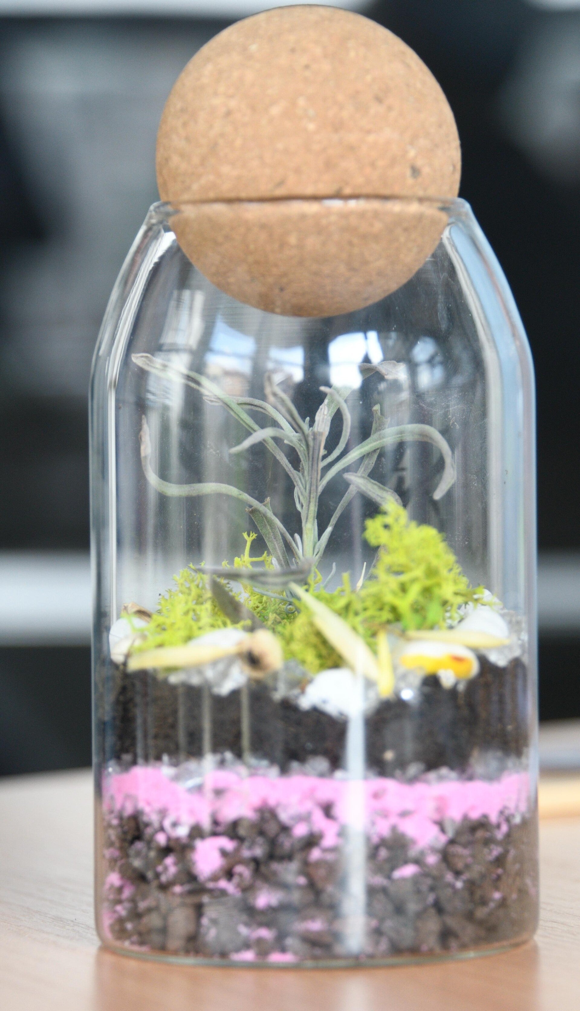 Set za veliki terarijum sa začinskim biljem