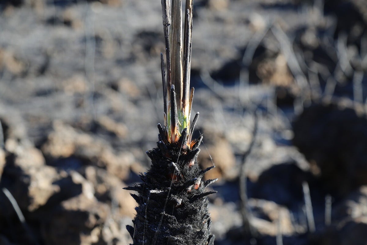 VENUE FESP 9 Fire Effects on Soil Properties 2023