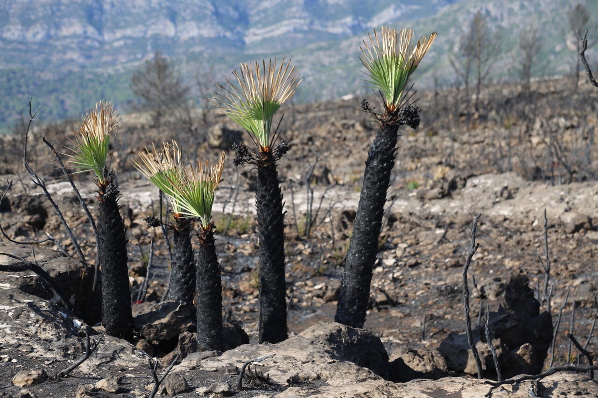 VENUE FESP 9 Fire Effects on Soil Properties 2023