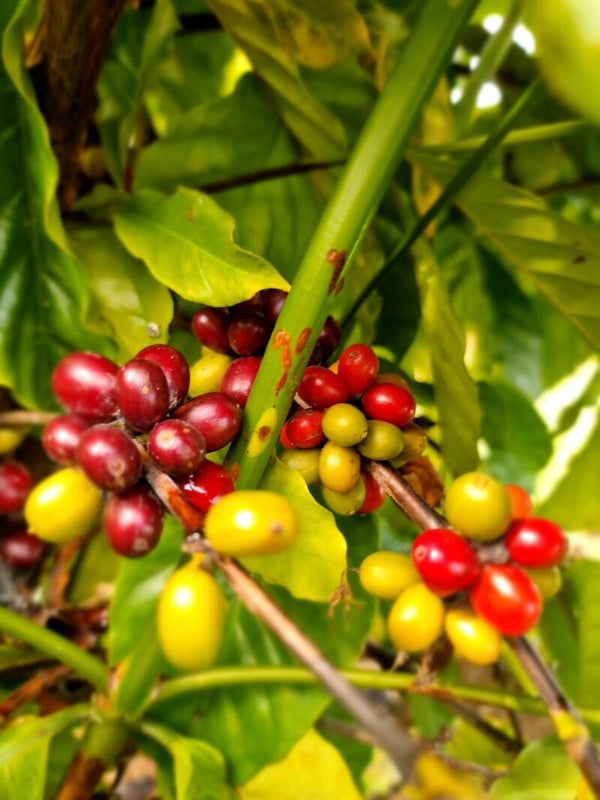 Kaffee- und Espressobohnen aus Brasilien