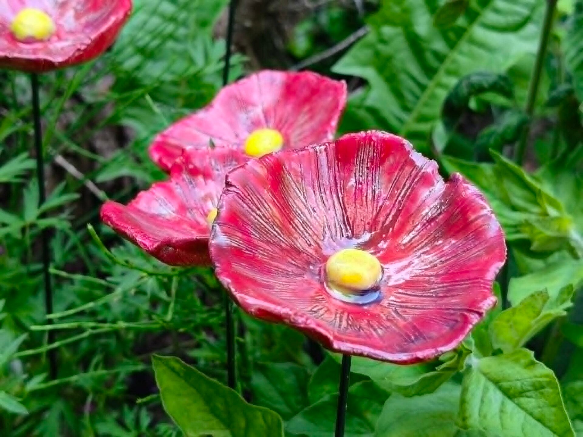 Rode papaver op stok