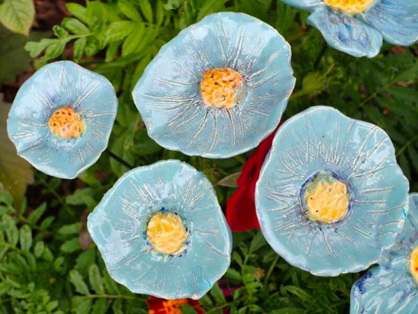 Kleine papaver -blauw