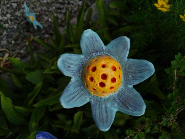 Insectenbloem