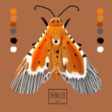 moth2-1.jpg