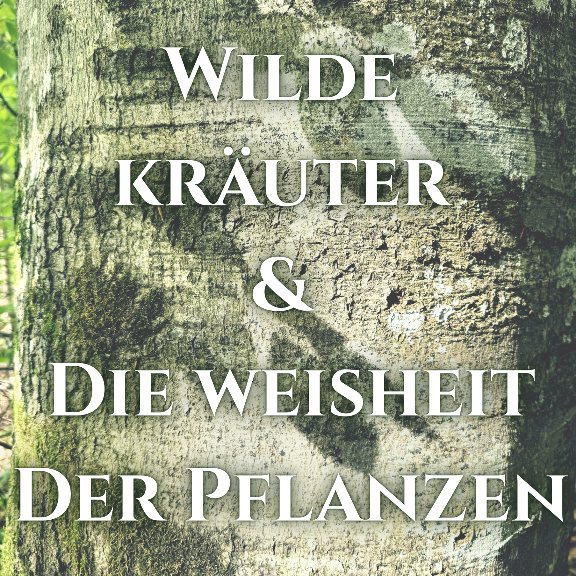 Wilde Kräuter & Die Weisheit der Pflanzen