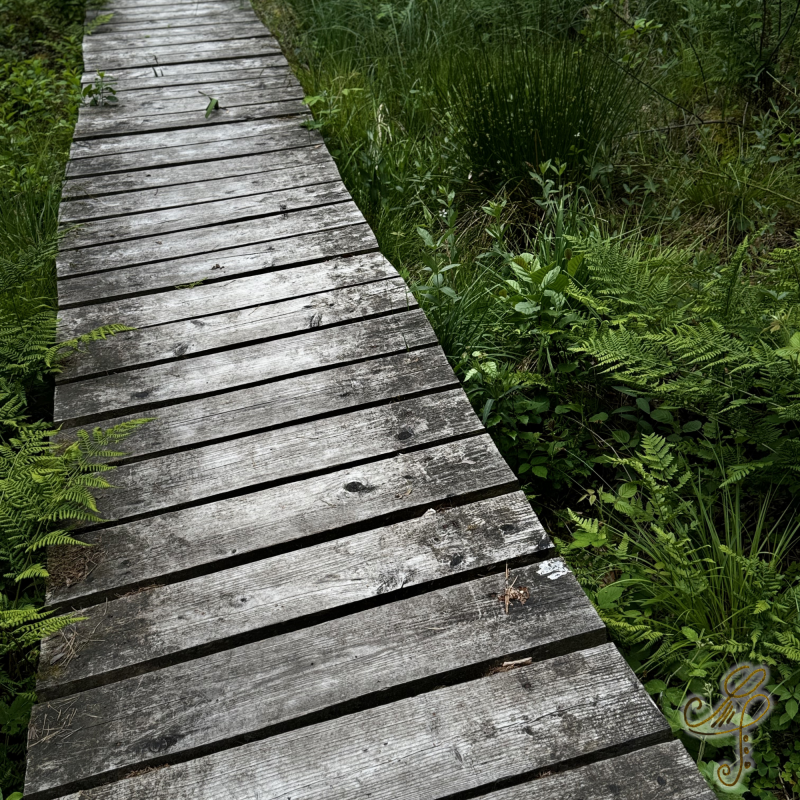 Holzweg im Wald