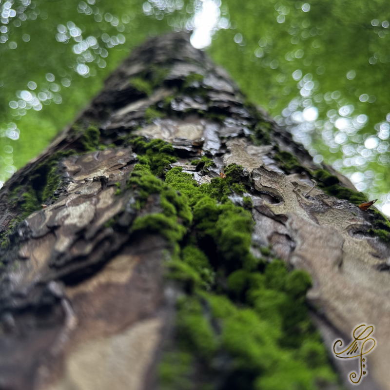 Baum mit Moos und Blätterdach