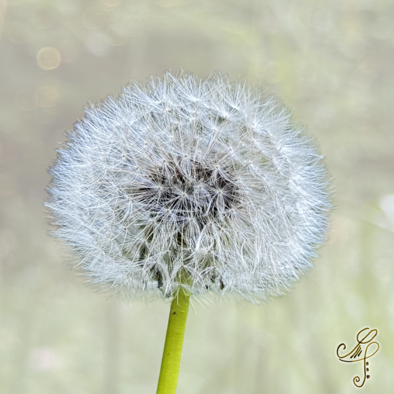 Pusteblume mit sanftem Hintergrund