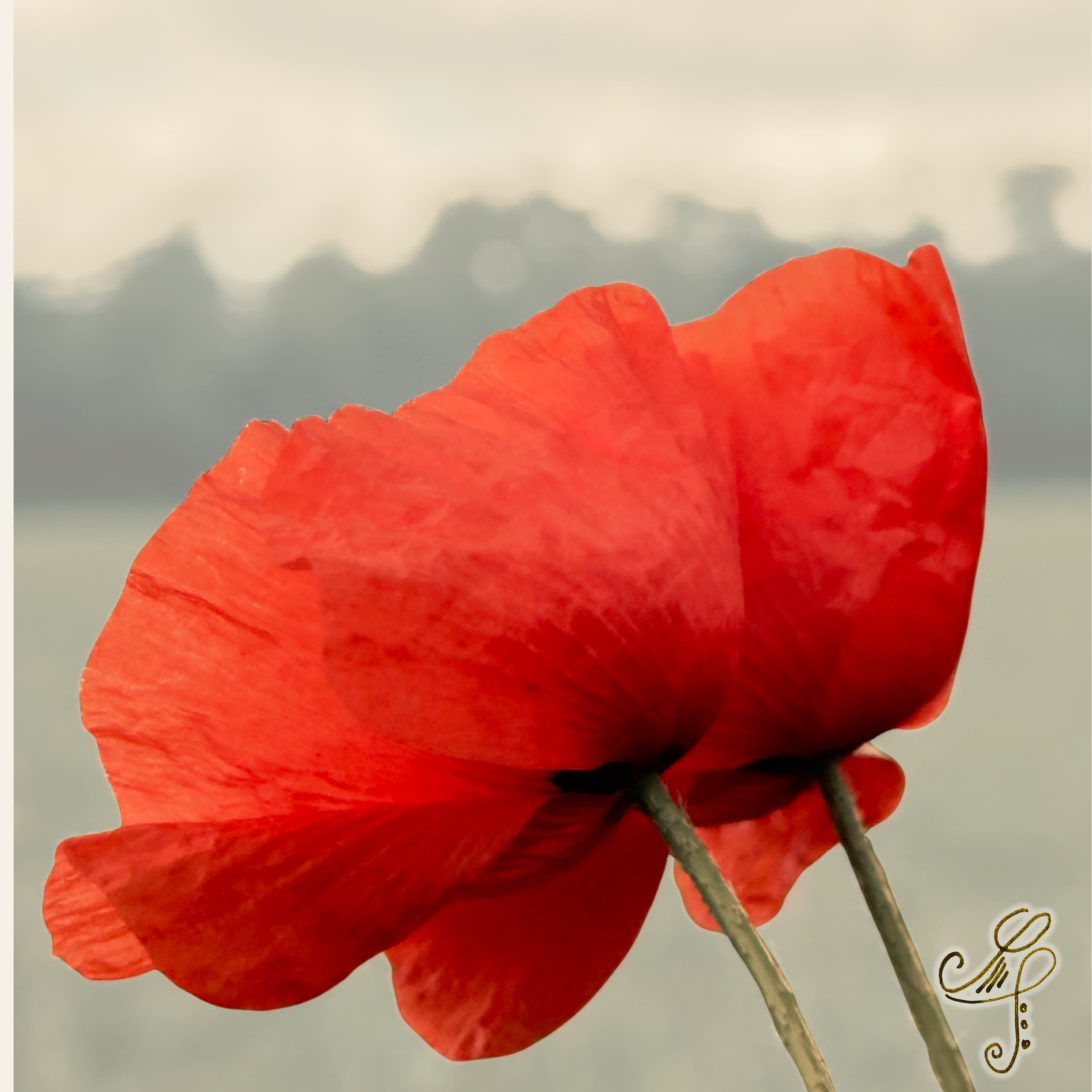 Pusteblume mit sanftem Hintergrund