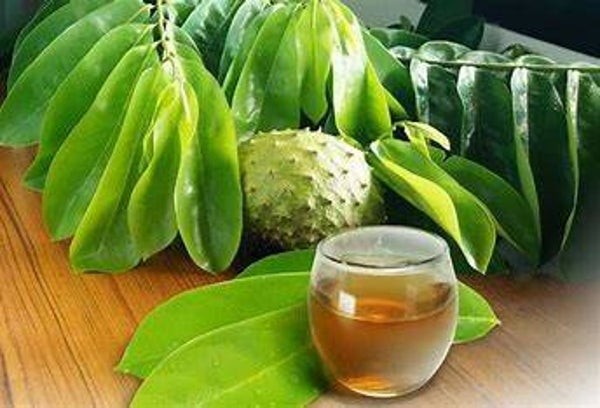 Soursop Graviola Tea