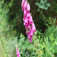 2v8a6659jpg.jpg