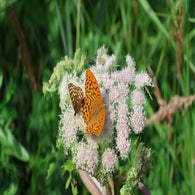 2v8a7646jpg.jpg