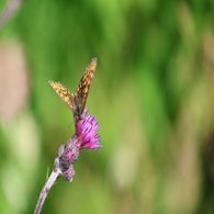 2v8a7611jpg.jpg