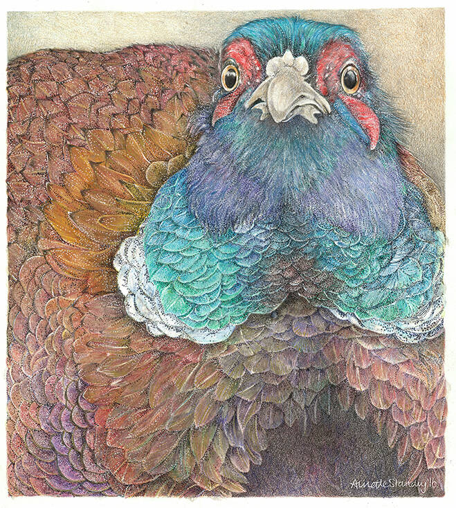 beaky-blinder-small-standard.jpg