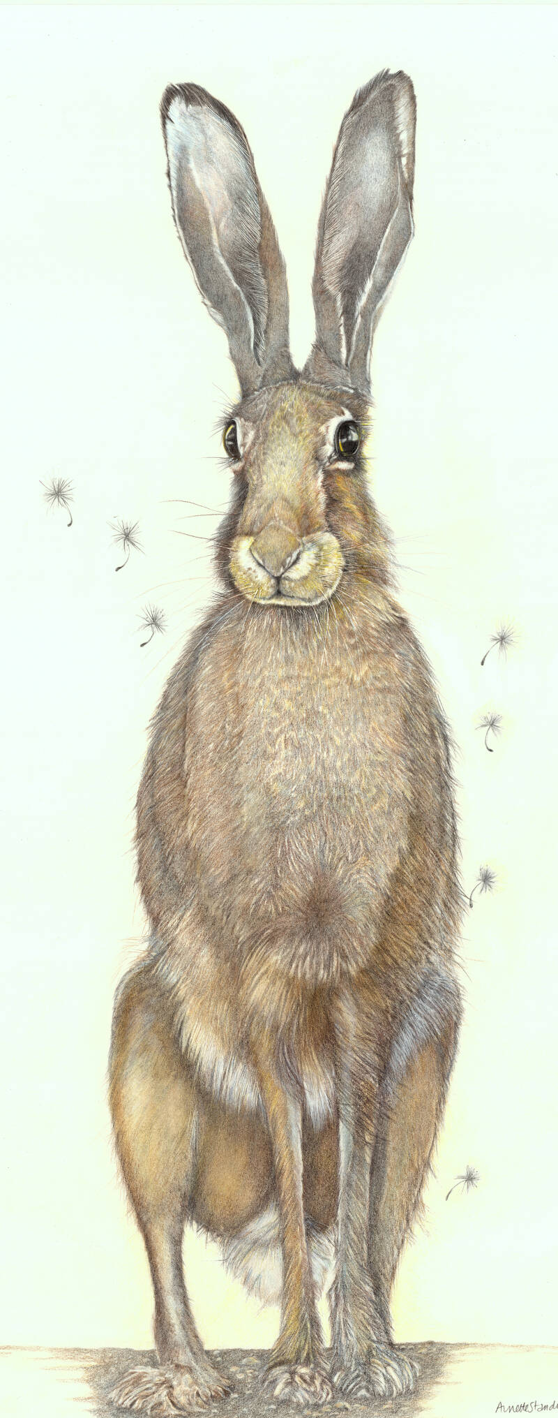 dandilion-hare-standard.jpg