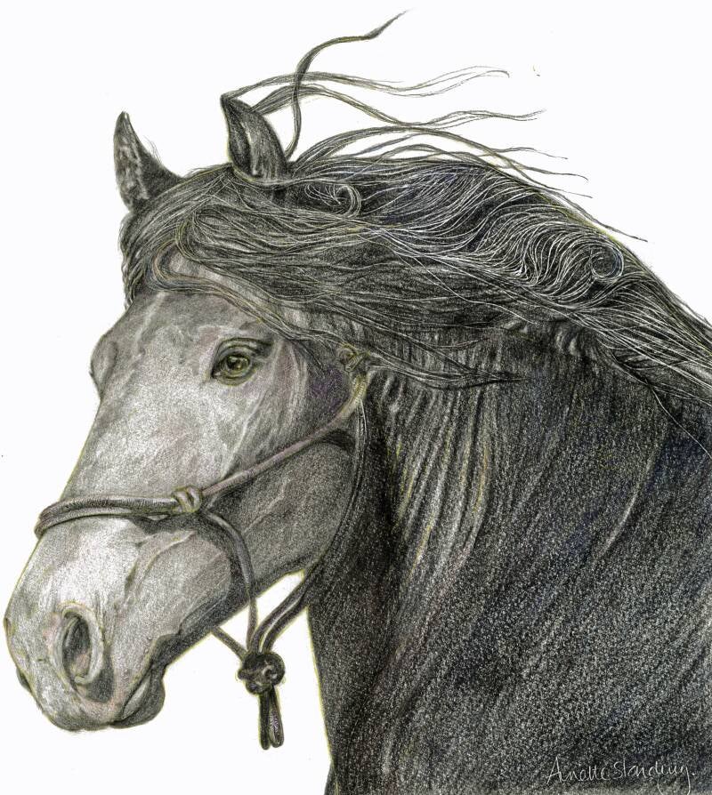fresian-stallion-standard.jpg