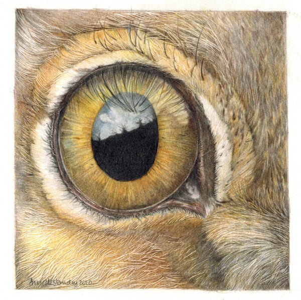 Hare's Eye View - Limited Edition Print