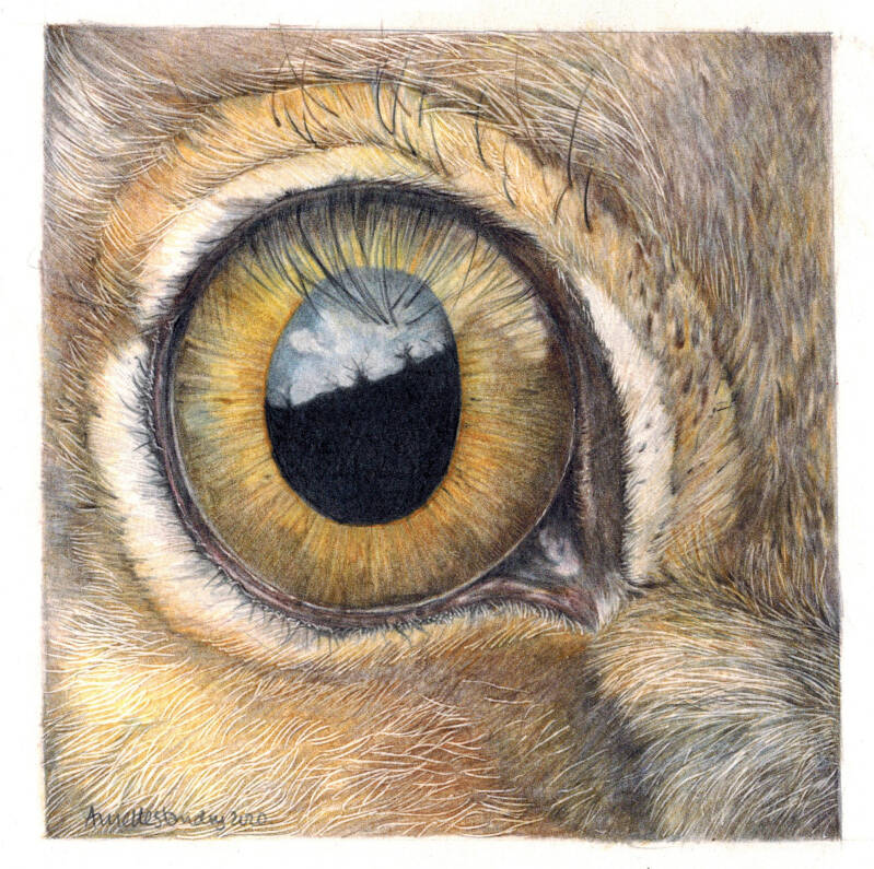 hare-eye-standard.jpg
