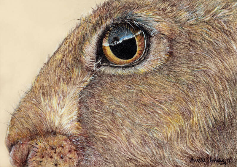 hare-stare-standard-0l9aha.jpg